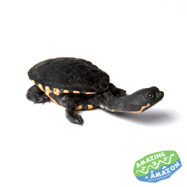 Pet sea store turtles for sale