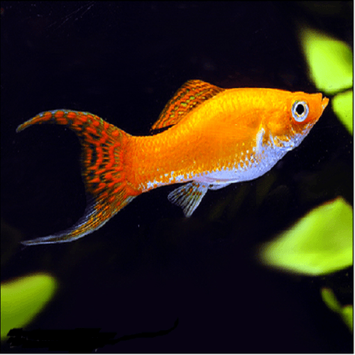 Shop AQUARIUM - AQUARIUM FISH - TROPICAL FISH at Amazing Amazon