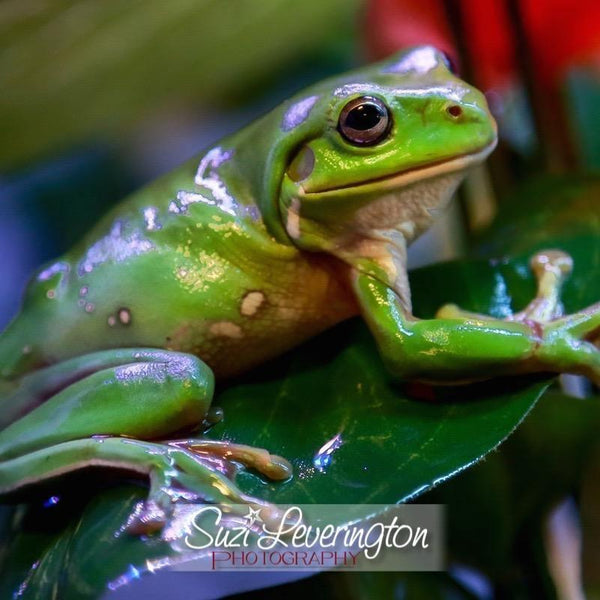 Adult Green Tree Frogs | Aquarium and Reptiles | Amazing Amazon