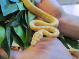 Albino Darwin Carpet Python - Amazing Amazon