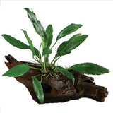 Anubias on Wood Live Plant on Driftwood Large - Amazing Amazon