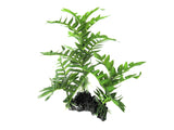 Aquarium Ornament Coarse Fern Large - Amazing Amazon