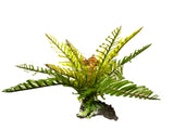 Aquarium Ornament Filmy Fern Large - Amazing Amazon