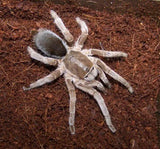 Australian Tarantulas (Bird Eating Spiders) - Amazing Amazon