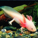 Axolotl / Mexican Walking Fish - Amazing Amazon