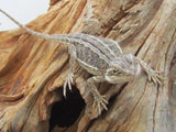 Baby Bearded Dragons - Amazing Amazon