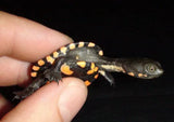 Baby Eastern Long-Necked Turtles - Amazing Amazon