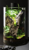 Bioscape Nano Moss Terrarium - 200 Cylinder - Amazing Amazon