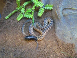 Black Headed Python - Amazing Amazon