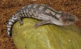 Blotched Blue Tongue Lizards - Amazing Amazon