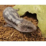 Blotched Blue Tongue Lizards - Amazing Amazon