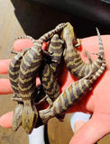 Eastern Bluetongue Lizards