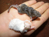 Bulk Frozen Weaner/Small Rats (100) - Amazing Amazon