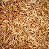 Bulk Mealworms 1kg - Amazing Amazon