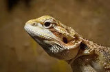 Central Bearded Dragons - Amazing Amazon