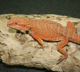 Central Bearded Dragons - Amazing Amazon