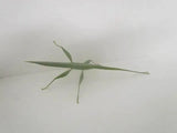 Childrens Stick Insects - Amazing Amazon