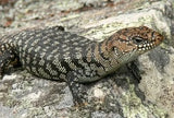 Cunningham's Skink - Amazing Amazon