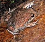 Eastern Banjo Frogs (Pobblebonks) - Amazing Amazon