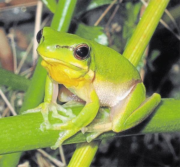 Eastern Dwarf Green Tree Frogs | Aquarium and Reptiles