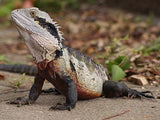 Eastern Water Dragon - Amazing Amazon