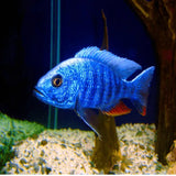 Electric Blue - Amazing Amazon