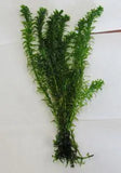 Elodea Live Plants - Amazing Amazon