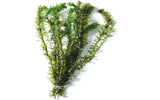 Elodea Live Plants x 6 Bunches - Amazing Amazon