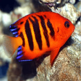 Flame Angel Fish - Amazing Amazon