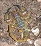 Flinders Ranges Scorpion (Large) - Amazing Amazon