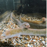 Freshwater Eels - Amazing Amazon