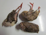 Frozen Quail - Amazing Amazon