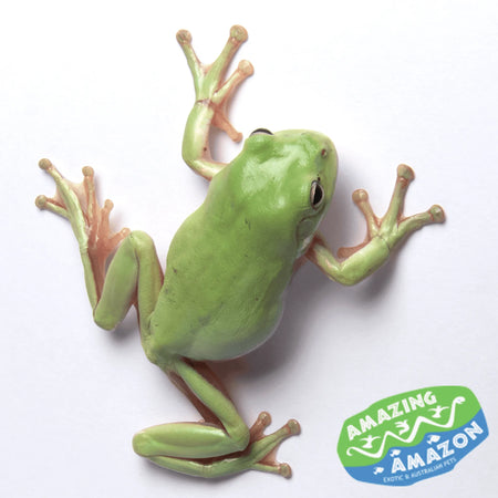 Tree frog store amphibian or reptile