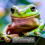 Green Tree Frogs - Amazing Amazon