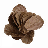 Indian Almond Leaves (5) - Amazing Amazon