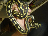 Jungle Carpet Python - Amazing Amazon