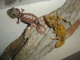 Knob Tailed Gecko (Nephrurus levis) - Amazing Amazon