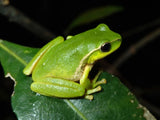 Leaf Green Tree Frog - Amazing Amazon