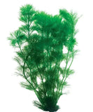 Live Aquarium Plant Ambulia - Amazing Amazon