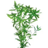 Live Aquarium Plant Hygrophilia - Amazing Amazon