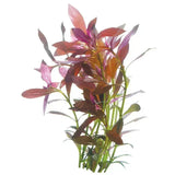 Live Aquarium Plant Ludwigia - Amazing Amazon