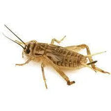 Live Crickets Small - Amazing Amazon