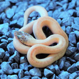 Marbled Children's Pythons - Amazing Amazon