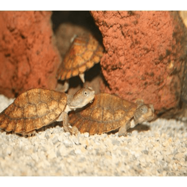 Mary River Turtle | Aquarium and Reptiles | Amazing Amazon