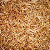 Mealworms Regular 50g - Amazing Amazon