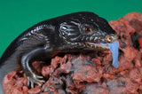 Melanistic (Black) Blue Tongue Lizards - Amazing Amazon