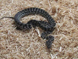 Murray Darling (Vic) Carpet Python - Amazing Amazon