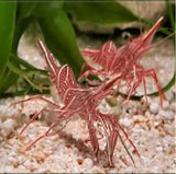 Peppermint Shrimp - Amazing Amazon