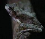 Peron's Tree Frog - Amazing Amazon