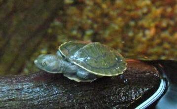 Pet Turtles Melbourne | Aquarium and Reptiles | Amazing Amazon